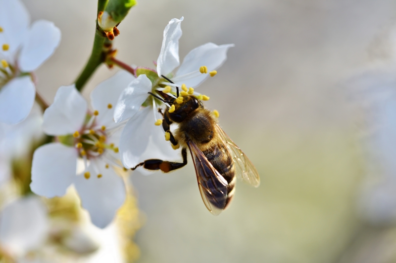 jardinerie-VIDAUBAN-min_bee-4092986