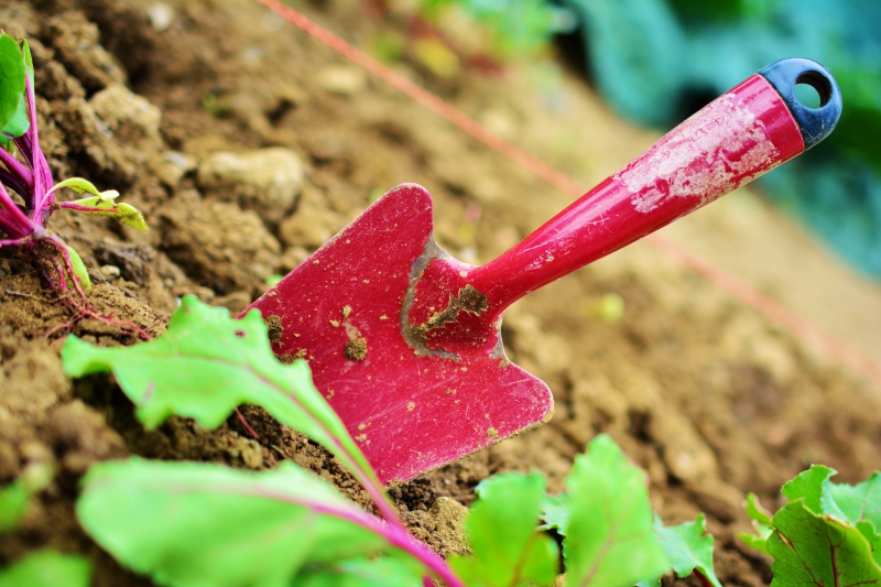 jardinerie-VIDAUBAN-min_gardening-2448134